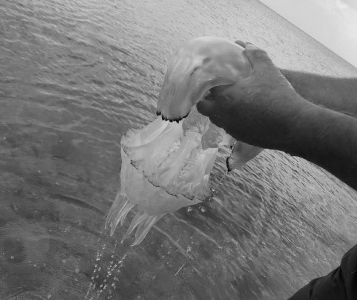 Моторошні красені заполонили Азовське море: вчені пояснюються нашестя медуз
