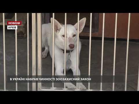 Набрав чинності зоозахисний закон: які зміни