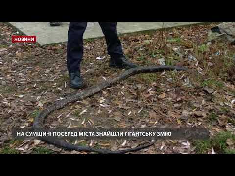 На Сумщині посеред вулиці знайшли 3-метрового пітона