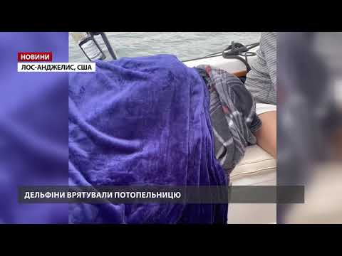 Дельфіни врятували жінку у відкритому океані