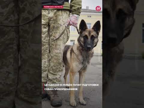 Як навчають собак-прикордонників