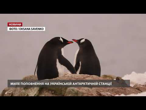 Біля української антарктичної станції Вернадського – поповнення