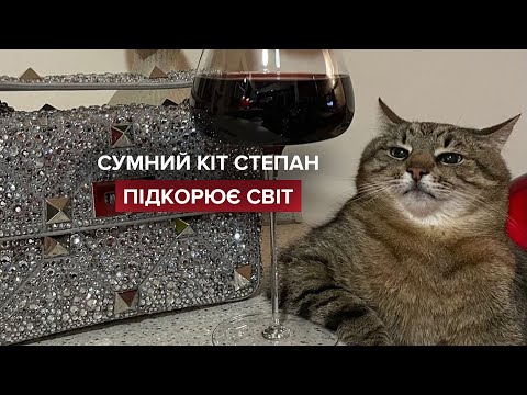 Харківський кіт Степан підкорює інтернет та світ
