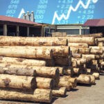 Функціонування ринку деревини у 2022 році