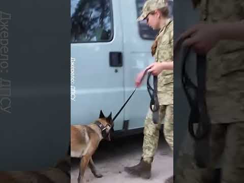 МИЛОТА! Чотирилапі друзі допомагають ЗСУ