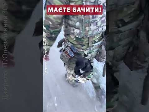 Тільки подивіться, як грається чотирилапий помічник наших ЗСУ