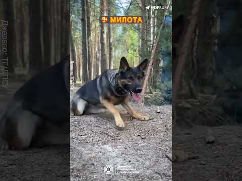 Кудлата компанія нашого прикордонника